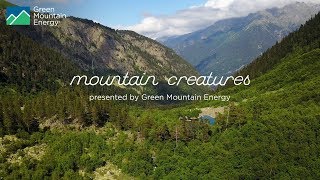 Green Mountain Energy: Mountain Creatures