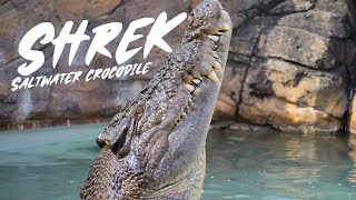 Saltwater Crocodile