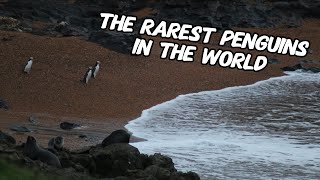 Searching for the World's Rarest Penguins