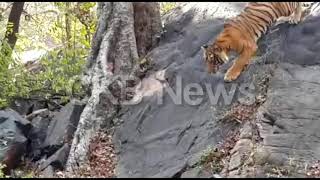 रणथंभौर में टाइगर ने किया शिकार..Tiger attack in ranathambhaur