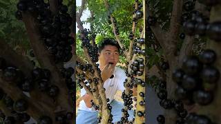 Anggur Brazil Jaboticaba #jaboticaba #anggurbrazil #shorts