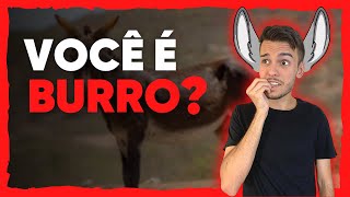 COMO NÃO SER BURRO E APRENDER DE VERDADE [de uma vez por todas]