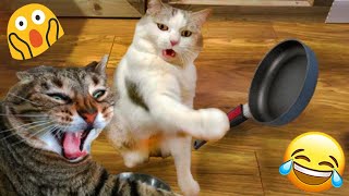 😺 Shocking cat attacks!🐕😺 Funny videos with dogs, cats and kittens