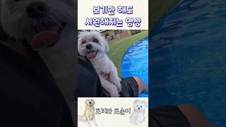 더운 여름에 보면 시원해지는 영상 #shorts