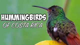 The Hummingbirds Of Costa Rica