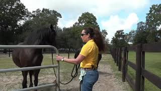 Friesian Horse Training: Mateo's 2nd week of re-training