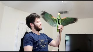 اشتريت حبل الطيران لببغائي ميزو الامزوني 🦜