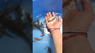 Aquarium fish,Tank Fish Farming in Home  🐠 🙄🔥🙏,#shorts ,#short ,#Viral ,#fish,#fishing