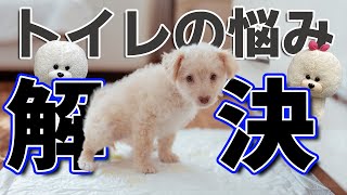 【犬のしつけ】トイレの悩みが解消された【悩み相談ライブ切り抜き】