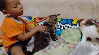 sayang kucing