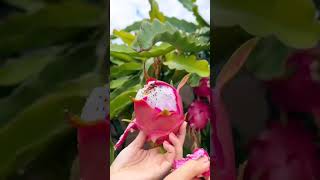 Fruit Plant Series - Dragon Fruit I PlantFactory