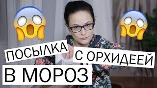 Получила посылку с орхидеей в мороз -10! Распаковка-упаковка орхидей в холодное время года. Вып. 4