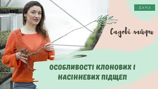 Особливості Клонових і Насінневих Підщеп.