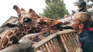 Animales divertidos en Zoo vs Compilación de los niños