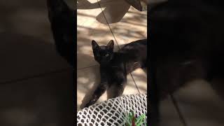 Ver esta gata traviesa #viral