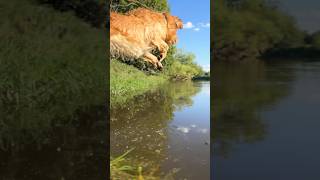 who wants to go swimming with me? #CuteDog #Dog #Goldenretriever #NatureLover #WaterDog #Shorts