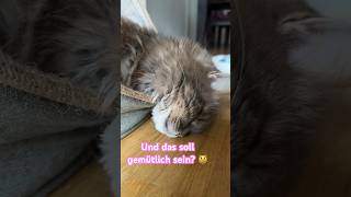 Schräge Schlafposition 😹lustige Katzenvideos 😻 #shorts #cats