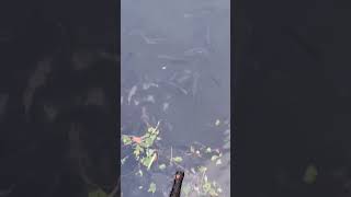 Malaking isda ibang kulay at ang daming tilapia #hectortvvlogs #fishing #shorts #shortsvideo