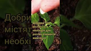 Підживлення перцю добривами Yara #рекомендації #яра #garden #farming #сад #огород #артахімгруп