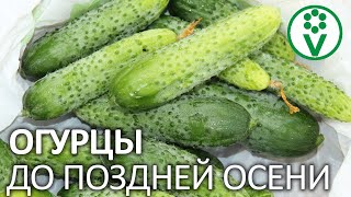 ПРОДЛИТЕ ПЛОДОНОШЕНИЕ ОГУРЦОВ ДО МОРОЗОВ! 6 важных правил длительного плодоношения огурцов