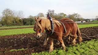 La journée  labour 🐎