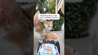 Feeding Stray Cats with a Hidden Camera #cats #cuteanimals #straycats #feeding #hiddencamera #funny