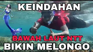 KEINDAHAN BAWAH LAUT NTT BIKIN KAGUM #snorkeling #maumere #ntt #sikka