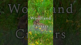 Woodland Critters #healingmusic #stressrelief  #nature #relaxingmusic #relaxing #animals