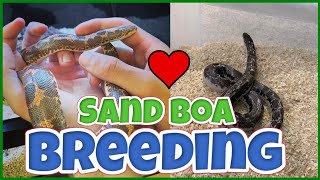 Breeding Our Sand Boas!