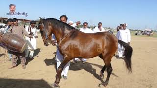 Horse Dance Shakrilla, Pakistan