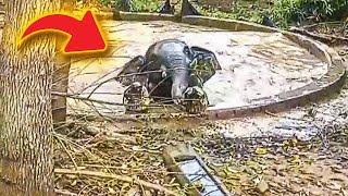 Quick Thinking RESCUES Elephant Stuck in Pond