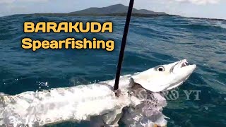 BARRACUDA FISH Sang Predator | Catch and Grill | Indonesian Spearfishing. Eps 03