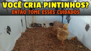 Sítio 34 - se você cria pintinhos deve tomar esses cuidados para não perder eles com doenças.