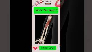 Identify the Muscle of upper limb quiz #anatomy #humananatomy #upperlimuscles