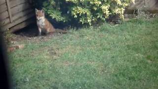 FOX CUBS.wmv