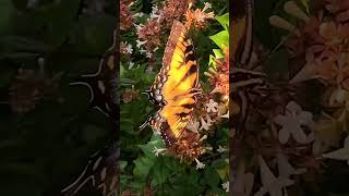 Yellow and black butterfly with blue spots