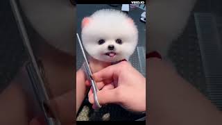 Cute Pomeranian Salon Day