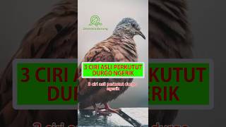 3 Ciri Asli Perkutut Durgo Ngerik #shorts #perkutut #katuranggan #perkututdurgongerik #burung #viral