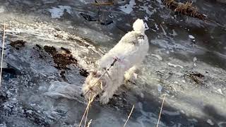 Wire Fox Terrier on a Treadmill