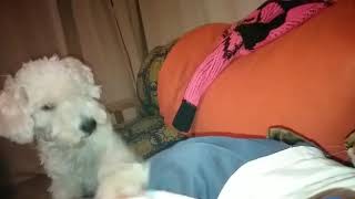 Uma y Teo lucha por la cama