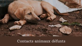 contacts animaux défunts