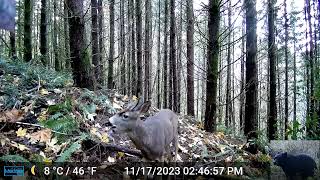 Deer Eating Wild Apples in Front of Our Trail Camera