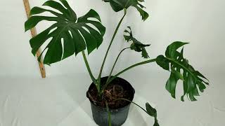 Tall, Climbing, Giant Monstera Deliciosa Large Form Plant for Sale Etsy RedneckShrek (17-2)