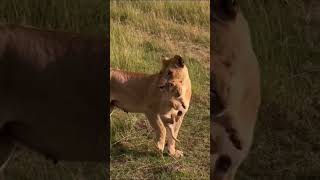 Baby Lion In Mouth #shorts #viral #ytshorts