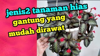 jenis2 tanaman hias gantung mudah dirawat