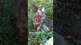 Котик Мурзик играет на траве. #питомец #котик #kitten #cat #pets .