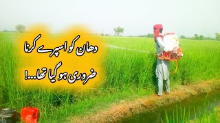 Fasal ( دھان کی فصل ) Ko Spray Zaroori Ho Gya Tha - Pakistani Village Life Vlogs - Pak Punjabi Life