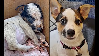 Puppy Survives Against All Odds!