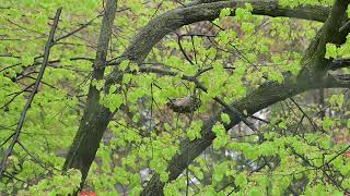 Relaxing Rain Sound over a pigeon nest