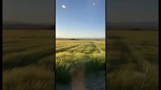 Malt Barley during the golden hour. #shorts #farming #farm #agriculture